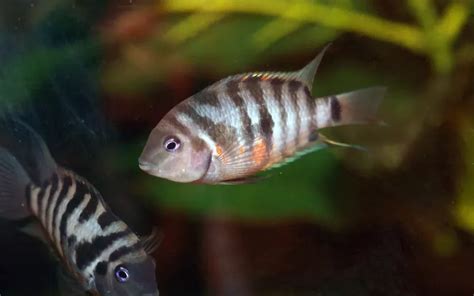 auratus|Auratus Cichlid Care: Complete Guide for Beginners.